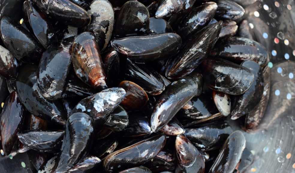 Exmouth Mussel Festival The Exeter Daily